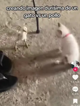 imagen durísima de un pollo enfrentándose a un gato #meme#invensible#pollo#vs#gato