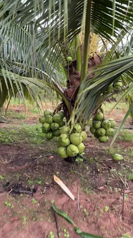 សង្កូវសុីផ្លែដូង #fyp #viralvideo #cambodia #viral 