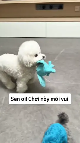 #niemvuimoingay #pet #yenden 