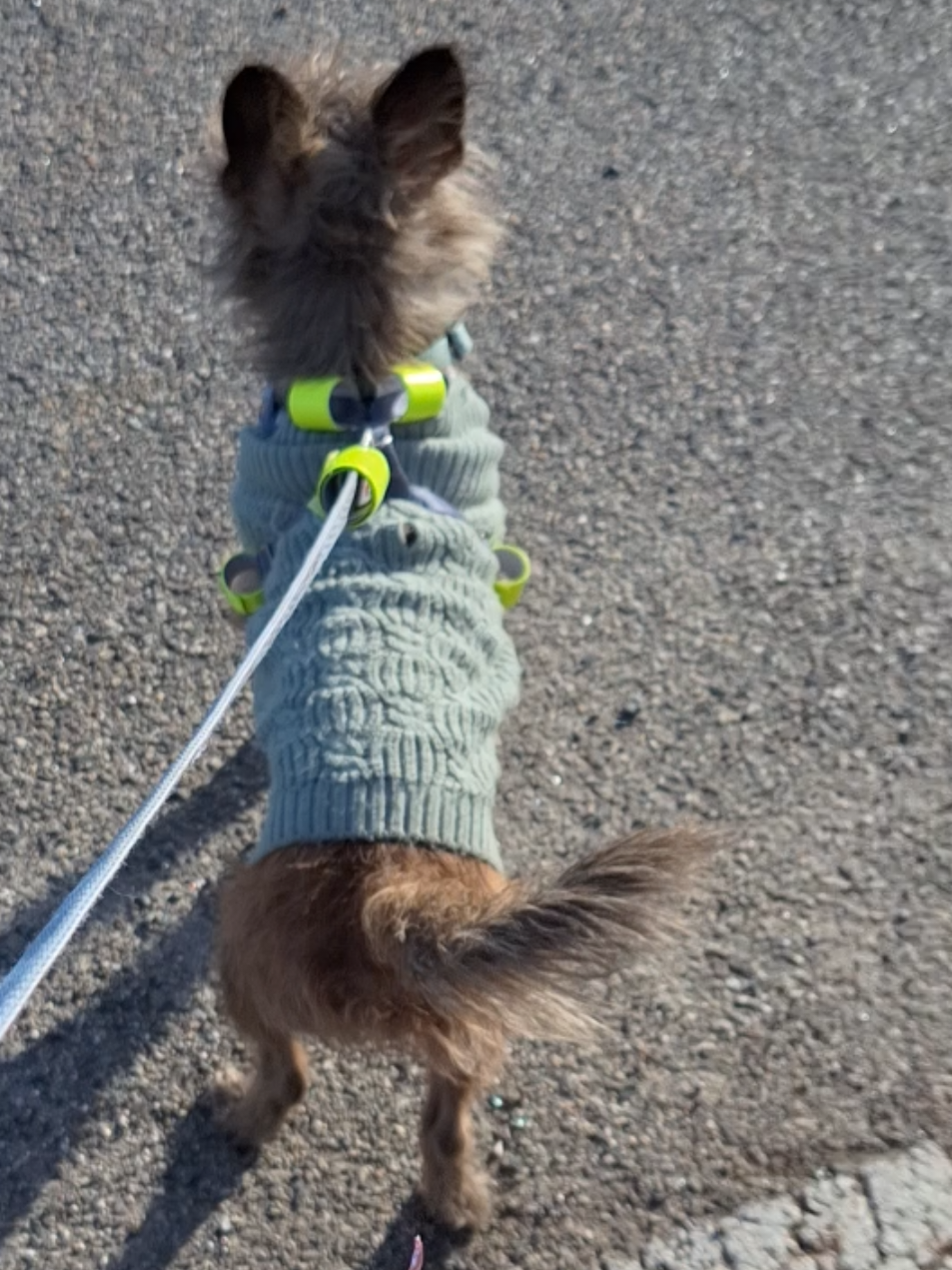 #doglife #mainelife #cairnterrier #dogwalk #maine Dog walking in Scarborough - people always ask why I have a video recorder running 24/7. Because this parking lot is where I was crippled by the golf club woman (who also murdered my 8-month-old son at the same time) and despite over 200 
