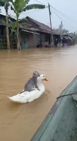 Chú vịt giúp mèo tìm sự giúp đỡ #xh #pet #xuhuong #meow #duck 