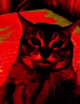 Tole turns into elot elot #toletole #unclebao #cats #fyp 