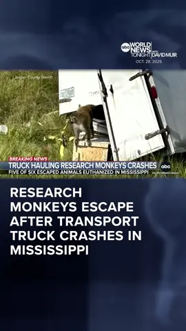 A truck carrying research #monkeys crashed in #Mississippi, causing six to escape, according to the Jasper County Sheriff’s Office. Five were euthanized, and one is on the loose. Mola Lenghi reports. Clarification: Tulane University says the missing monkeys are not carrying infectious diseases as previously reported.