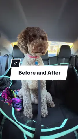 Luna had a spa day with her favorite friends at @Oliver & Co 🤎🐾 So thankful for them! #doggrooming #lunathedoodle #doggroomer #doghaircut #dogsincostumes 