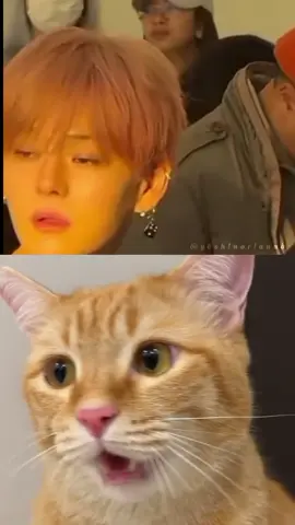 NGANGONG NYA SAMAA😭🙏🏼 YOSHI VS CAT #YOSHI #kanemotoyoshinori #treasure #요시 #트레저 