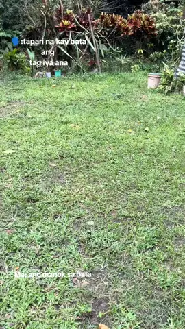 nakakapangatlo na🐓#manok #fyppppppppppppppppppppppp #nokins #sabungero #