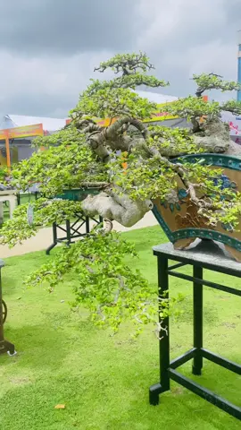 Bonsai triển lãm #bonsai #triểnlãm #me #mebonsai #hoanganhmoc  @Bonsai Xuân Cường 🇻🇳 