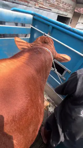 #penggemukansapi #peternakmuda #peternaksapiindonesia #sapijumbo #ediifarm 