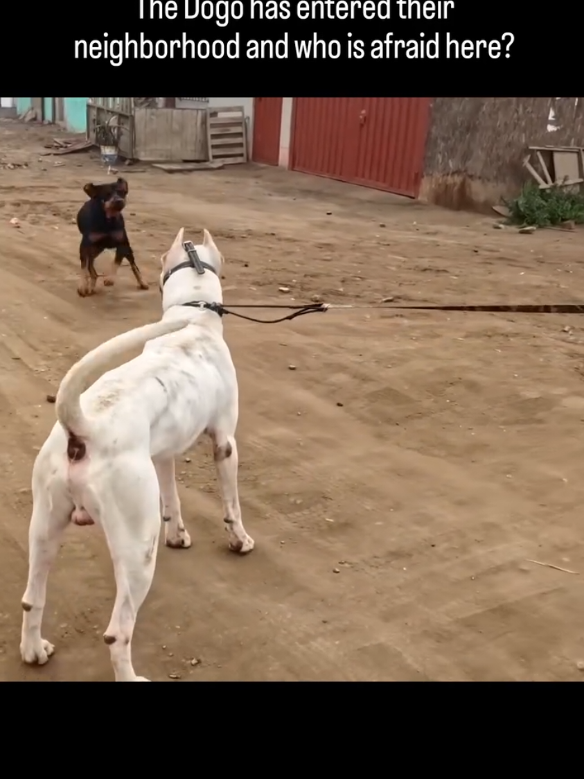 The Dogo has entered their neighborhood and who is afraid here?#dogo #dogoargentino🔥 #dogoargentino #dogoargentinopower 