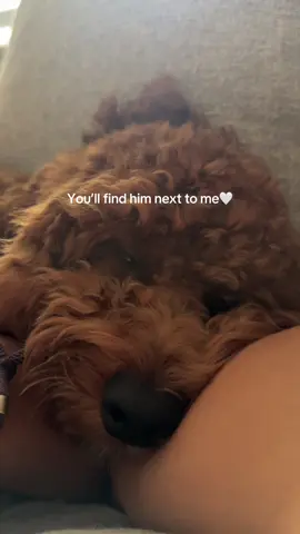 My little life companion🥺🫶🏻 #minigoldendoodle #goldendoodleoftiktok #goldendoodlepuppy #goldendoodlemom #goldendoodlelover 