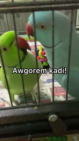 Waqte pok kardane qafas I hol ast😂🩵💚 #fyp #animalsoftiktok #parrot #afghan #afghanistan 