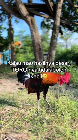 Pinjam sound nya bang @drc game farm 🇺🇸🇵🇭 #kontenhiburan #masukberandafyp #lewatberanda #tiktokviral #fyppppppppppppppppppppppp 