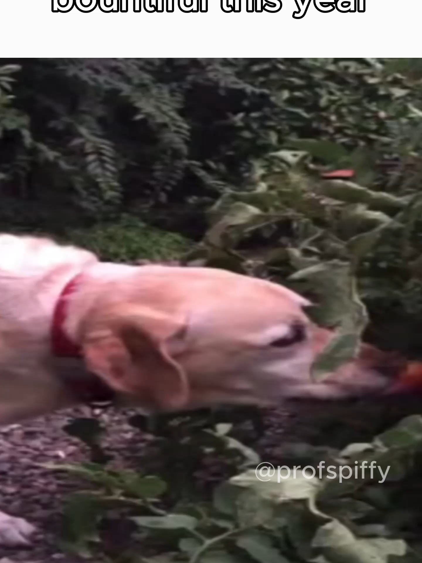 No doggy don't eat Niko OneShot #meme #memes #trend #trending #fyp #4u #cat #Niko #Oneshot