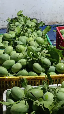 ready mangga madu / manalagi #promomakangajian #onlineshop #manggamanalagi🥭👍🤤 #manggamaducangkok #manggarujak 