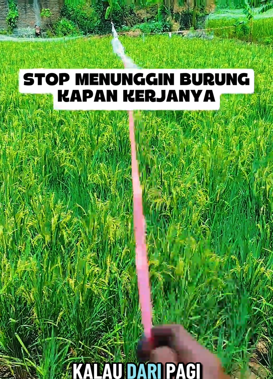 cara mengatasi hama tikus padi sawah dan hama burung empat atuh burung pipit dengan obat hama biomess #obathamatikutsawah #obathamaburungpipit #obathamapalingampuh #creatorsearchinsights 