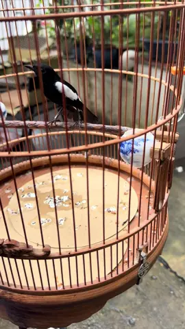 Cf sáng #xuhuongtiktok #chimcanhvietnam #xuhuong #gaixinh 