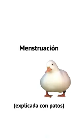 Menstruación, explicado con patos #patos #menstruacion #patoexplica 