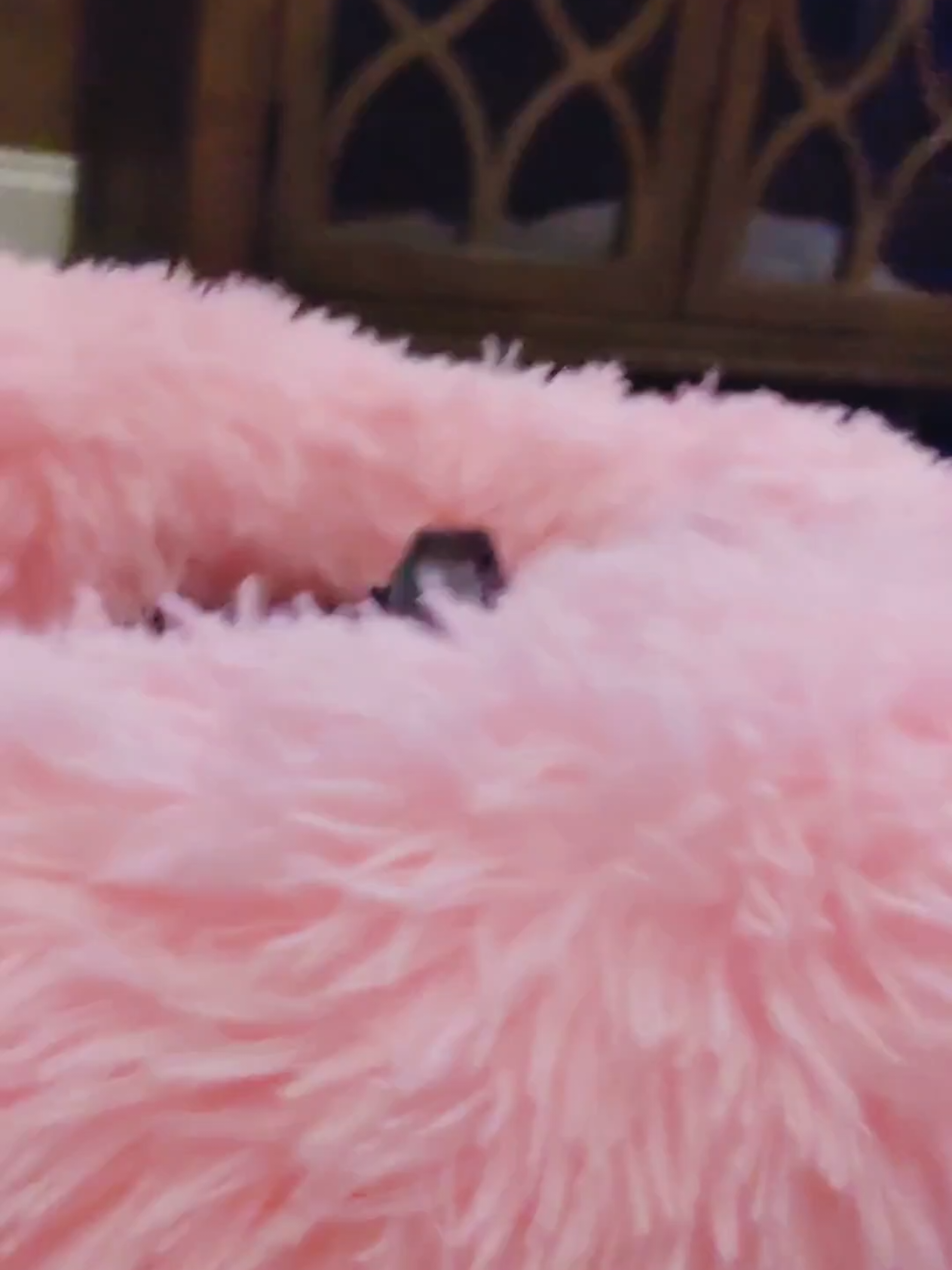 Oldie but goody! ❤️ #puppytiktok #bostonterriers #rescuedog #bostonterrier #puppydog 