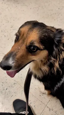 She was so brave at the vet today 🐾 Nervous but such a good girl — of course we stopped for treats on the way home 💕🐶  Huge shout-out to Desert Sky coffee 💕💕 #DogMomLife #VetVisit #GoodGirlEnergy #DogTok #FurBaby 