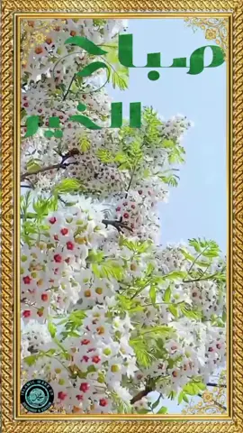 صباح الخير#