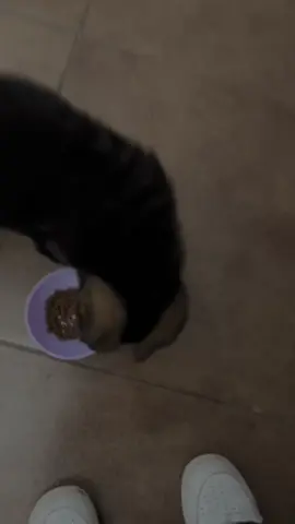 1 mes y 22 días 🙄💟🐶#fyppppppppppppppppppppppp #videoviral #BuenosAires #ovejeroaleman #humor 