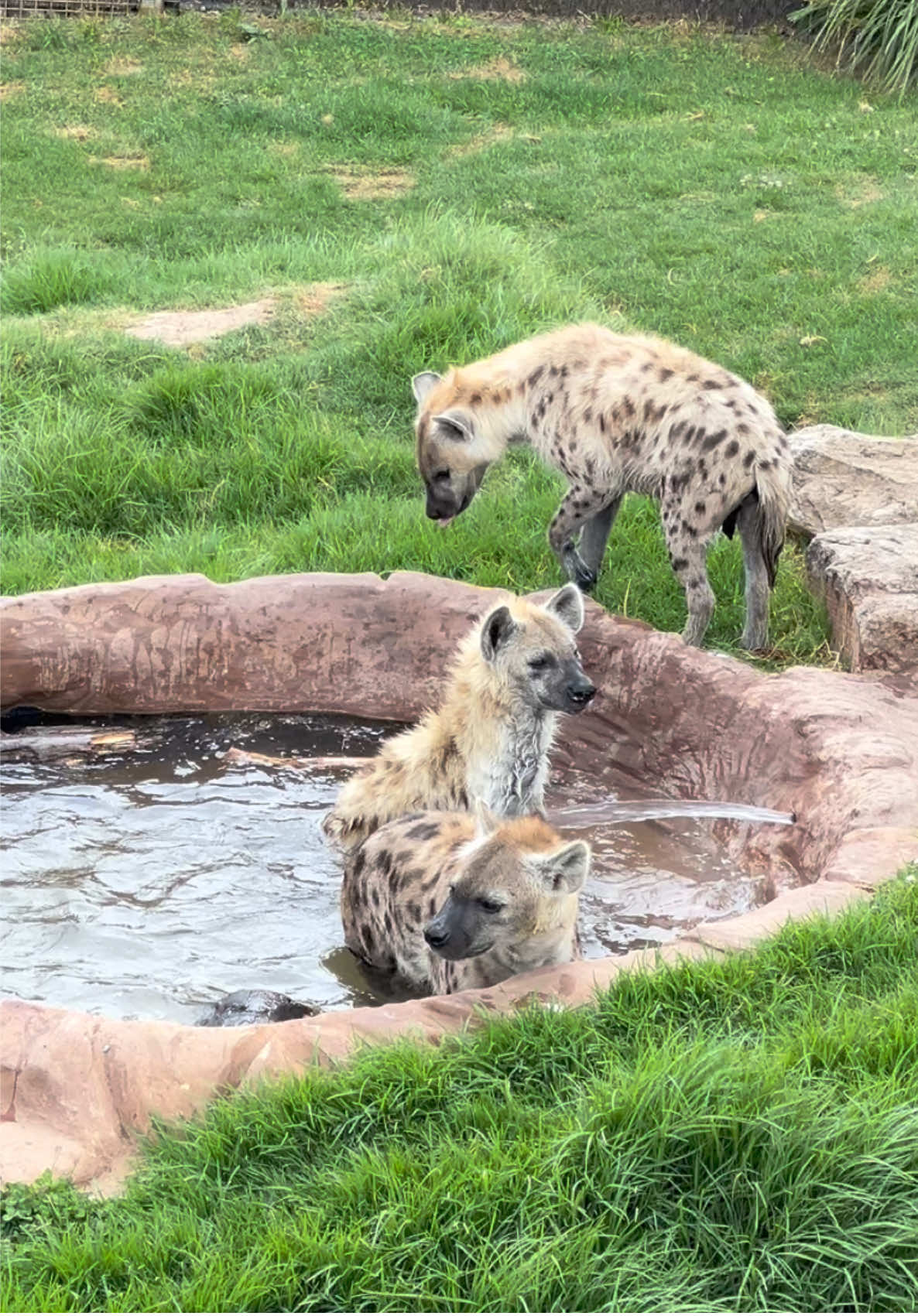 Even hyenas love to swim ❤️ #hyena #cute #fyp #bath #swim