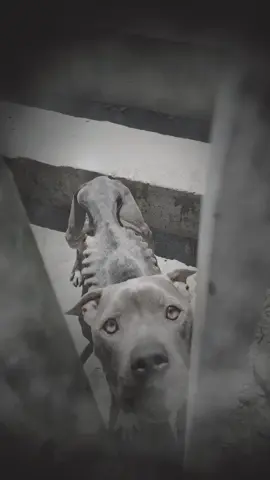 #спасениежизни #собакадругчеловека #собака 