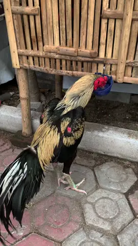 😇 #fypシ゚ #hobiayam #peternakmuda #foryourpage 