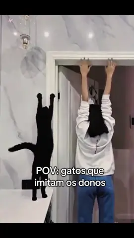 Seus gatinhos também imitam o que vocês fazem? 😹 #cat #gatos #meme #pet #funny  @ofertasanimais 