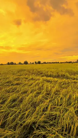 ถ่าแหน่เด้อความฝัน🥺#วิวบ้านนอก #อีสานบ้านเฮา #รับโปรโมทเพลง #ยืมลงสตอรี่ได้ #ฟีดดดシ 