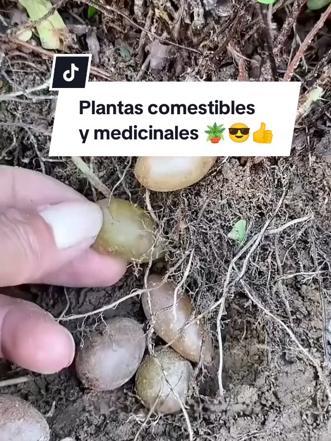 Elechos 🪴🪴🪴🪴#plantasmedicinales #cabello  #paratiiiiiiiiiiiiiiiiiiiiiiiiiiiiiii #curiosidades 