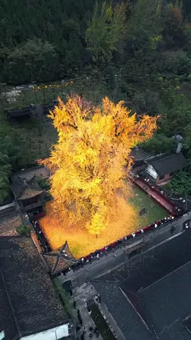 🌟 Cây Ngân Hạnh Huyền Thoại – Biểu Tượng Tình Yêu Vĩnh Cửu Tại Trung Hoa! 🌟 Nằm ẩn mình trong khuôn viên Chùa Cổ Quán Âm Thiền Tự (Trường An, Tây An), đây chính là cây Ngân Hạnh đẹp nhất Trung Hoa – kiệt tác sống hơn 1400 năm tuổi! Tương truyền, Đường Thái Tông Lý Thế Dân đã tự tay trồng tặng Hoàng hậu Trưởng Tôn như lời thề tình yêu thủy chung bất diệt. Mỗi mùa thu, hàng vạn chiếc lá vàng óng ánh rụng xuống như mưa, biến sân chùa thành “biển vàng cổ tích” lung linh giữa cố đô ngàn năm. Dù bao thế kỷ trôi qua, cây vẫn tỏa bóng uy nghi, chứng minh: Tình yêu chân thành vượt qua thời gian! ❤️ #khamphathegioi #khamphatrunghoa #dulichtrungquoc #xh #tiktokviral 