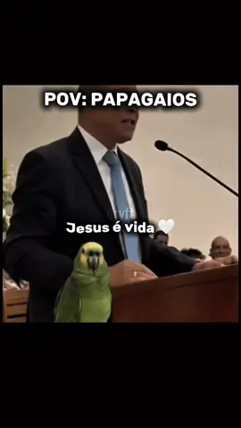 Pov: papagaios 🦜 #POV #meme #papagaio #aves #engracado 