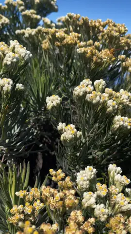 Bagaikan bunga edelweis, abadi🥹 #merbabu  #merapi  #merbabu3142mdpl  #pendaki  #tiktokfyp 