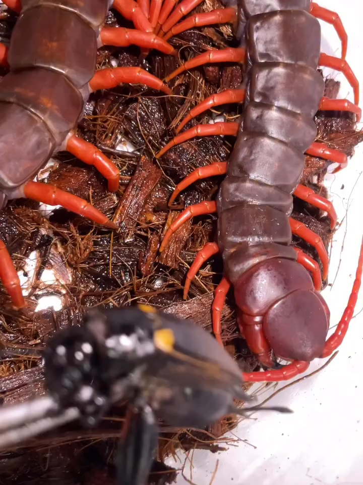 Scolopendra dehaani, lipan raksasa Vietnam. Lipan Asia ini sangat cepat dengan gigitan yang kuat dan membutuhkan perawatan yang sangat hati-hati. #KelabangRaksasa #Lipan #kelabang #Binatangberbisa #peliharaan #Scolopendradehaani