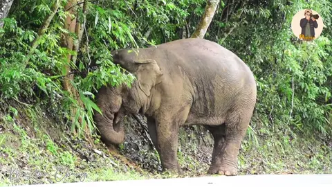 งาน้อยก็มีประโยชน์อยู่นะ😆 #พลายเดี่ยวหลับ #elephant #ช้างป่าเขาใหญ่ #ฅนตื่นช้างเขาใหญ่ 