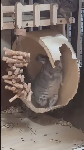 破破烂烂的玩具,每转一圈都要急刹车啊🤭🤭🤭🤭🤭#funnyanimal #petlovers #😂😂😂😂😂 