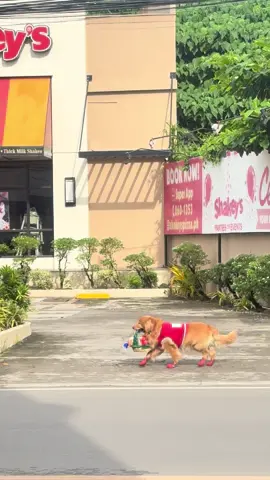 Man’s best friend 🐕 #fyp #dog #friend #tiktok #viral