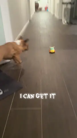 I’m very fast…….  #frenchieoftheday #runningfrenchbulldog #fyp #frenchbulldog #funnydog 