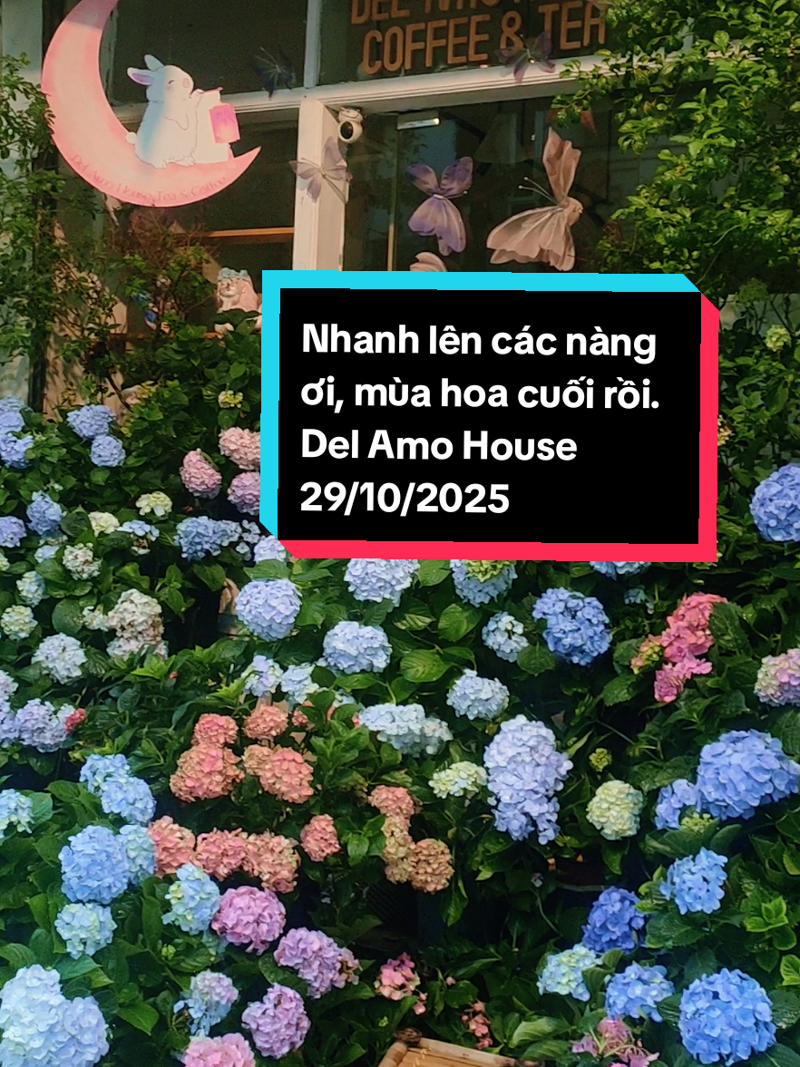 Nàng ghé quán sớm đi nha, Quán đã set up mùa hoa cuối thật wow rồi nè! Trà bánh của quán thì đa dạng thơm ngon. Quán còn mở tới 4h sáng nữa chứ  #viral #delamohouse #xuhuong #cafevibes #cafehanoi 