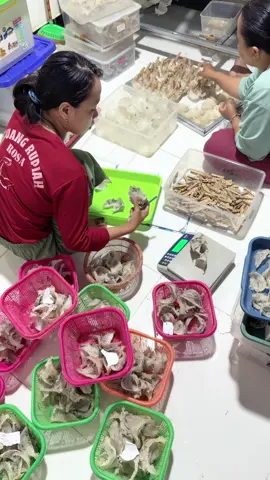 mode kerja#bojonegoro #sarangburungwalet 