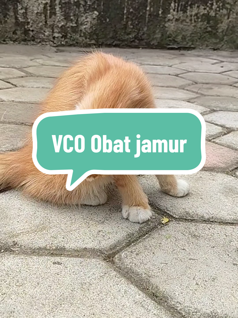 Kucing jamuran kasih aja vco efektif mengatasi jamur pada kucing, menjaga kesehatan bulu dan kulit anabul #kucingjamuran #obatjamurkucing #vco 