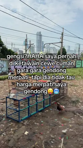 #merpatikolong #burungdara #fyp 