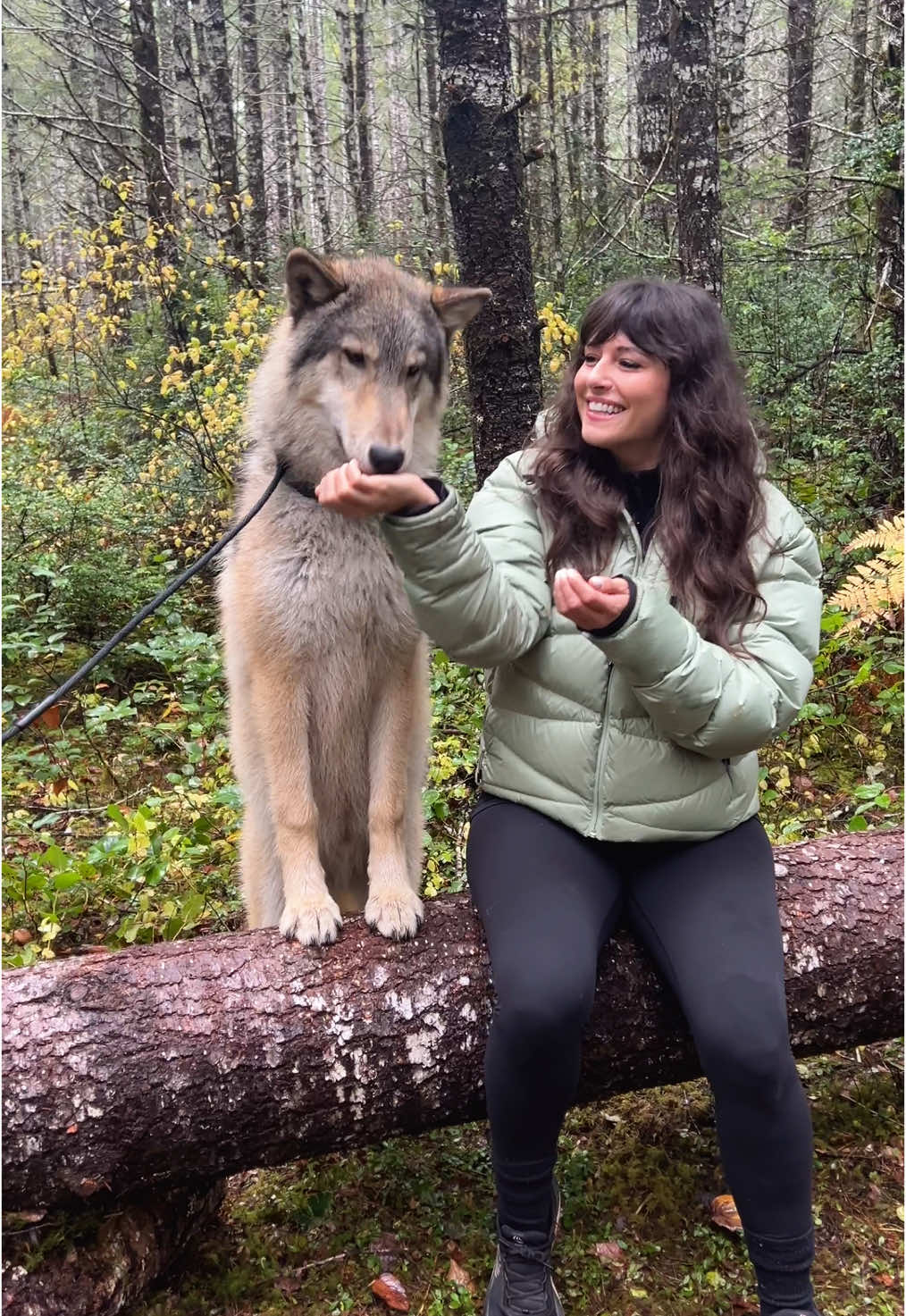 I fed a wolfdog by hand — and I think I fell in love. 🐺 This was at @roamwolfdogs, a wolfdog sanctuary in Washington state where you can meet, feed, and hike with socialized wolfdogs. Truly one of the most magical experiences I’ve ever had. 📍Roam Wolfdog Sanctuary — Shelton, WA  Send this to someone who’d want to check this out and save this for your next trip to Washington.  And if you don’t already, follow me for more cool things to do in Seattle and around the Pacific Northwest! #wolfdogs #wolfdog #pnw #thingstodoinwashington #seattlecontentcreator # 