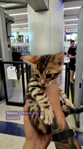 POV baby bengal at airport #bengalcat #leopardcat #californiabengals #catpov #fyppp 