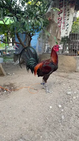 👾 #madenan_bali #hercules #ayamviral #ayamfilipin🇵🇭 #fyp 