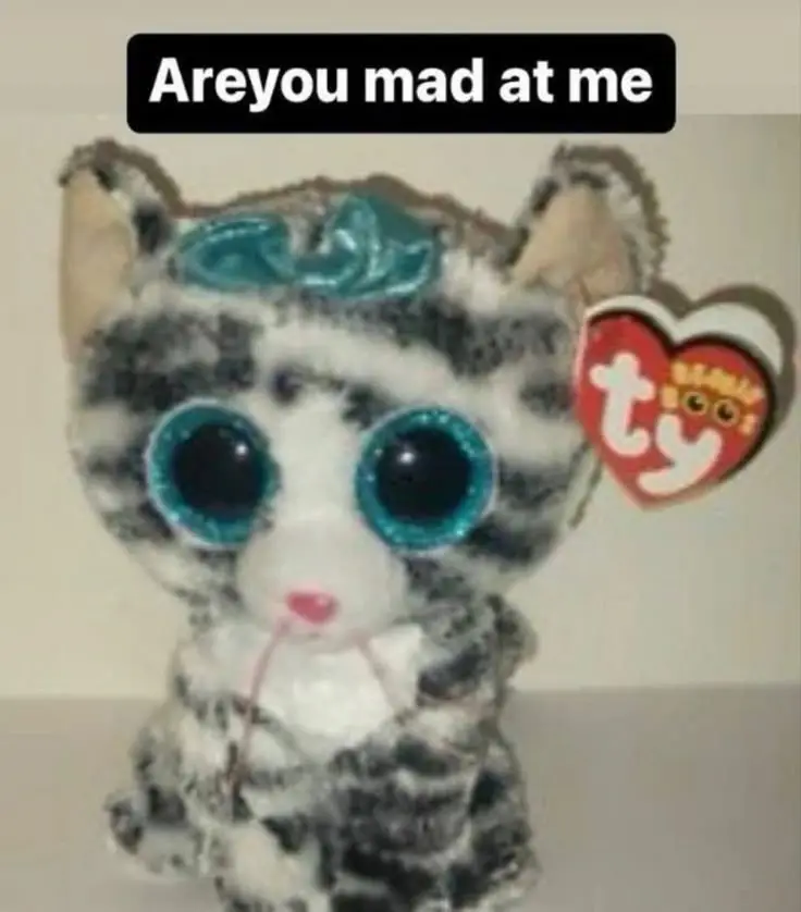 are you mad at me🥺🥺🥺🥺🥺 #cat #spirituality #anger