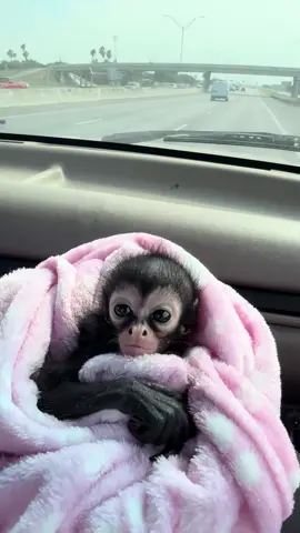 Cutest boy in town 😂🥰#adorablebabay #spidermonkeysoftiktok #petlover #videoviral #fyp 