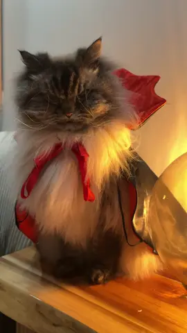 Going to need to stock up on garlic 🧄 🧛🏼‍♂️ 