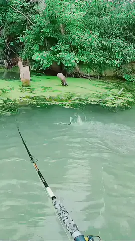 #fishing #catfish #lure #fyp 